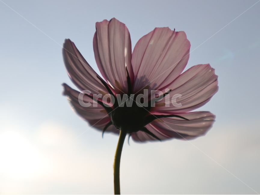 코스모스,꽃,식물,blossom,plant,flower,역광,식물,자연,plants,nature,꽃,flower