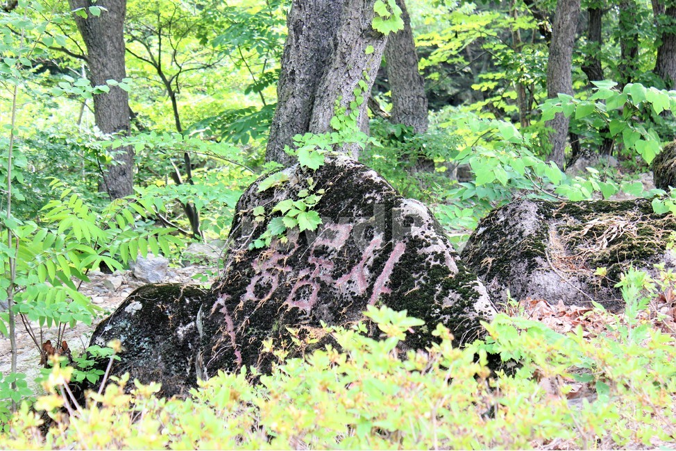 자연,나무,아웃도어,산행,nature,tree,outdoor,mountain,자연,풍경,nature,landscape,plant,식물,tree trunk,나무 줄기