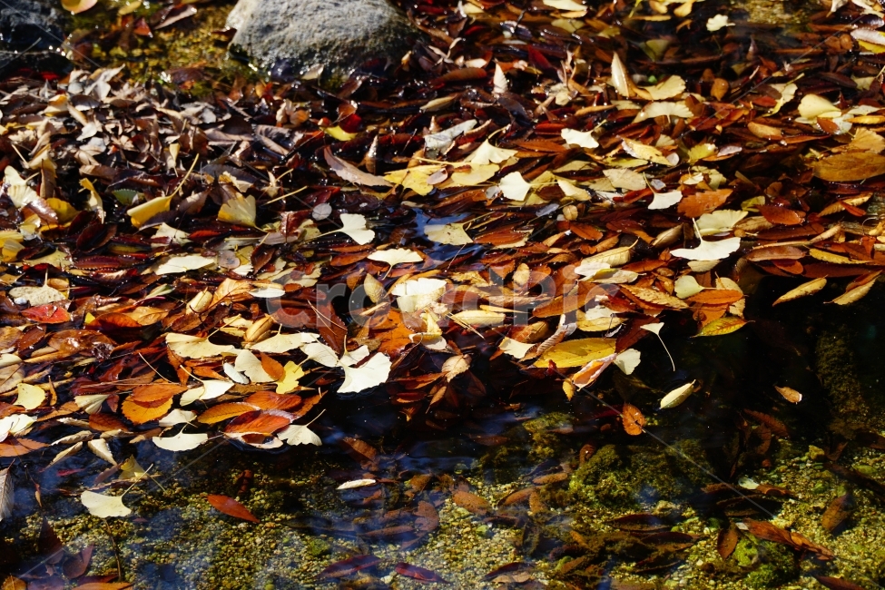 가을,낙엽,계절,자연,fall,autumn,season,감성,느낌,feel,nature,물가,습지,하천,계곡,흐르는물,시냇물,이파리,쓸쓸한,쓸쓸하다,쌀쌀한,쌀쌀하다,춥다,추운,단풍,은행잎,단풍잎,컨셉,콘셉,concept,11월,한국자연,잎사귀,식물,plants,가을,계절,fall,autumn,season,식물,자연,plants,nature,plant,leaf,잎,water,물