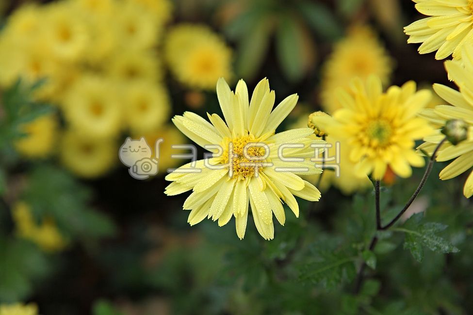 국화,국화꽃,꽃,꽃잎,가을꽃,식물,자연,공원