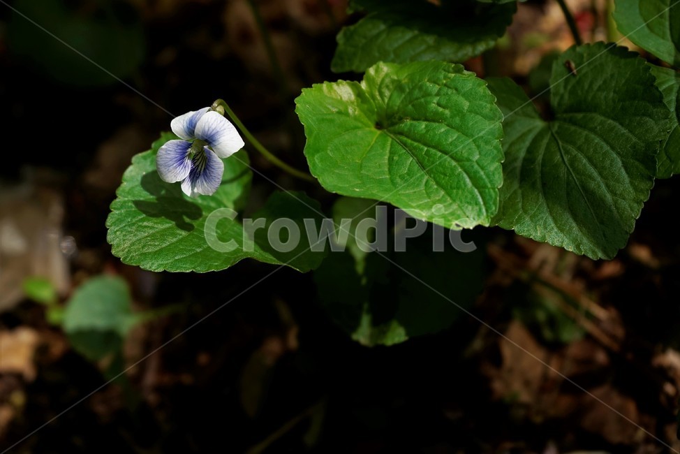 종지나물,제비꽃,미국제비꽃,봄꽃,보라색,식물,bloom,flower,spring,nature,season,흰색