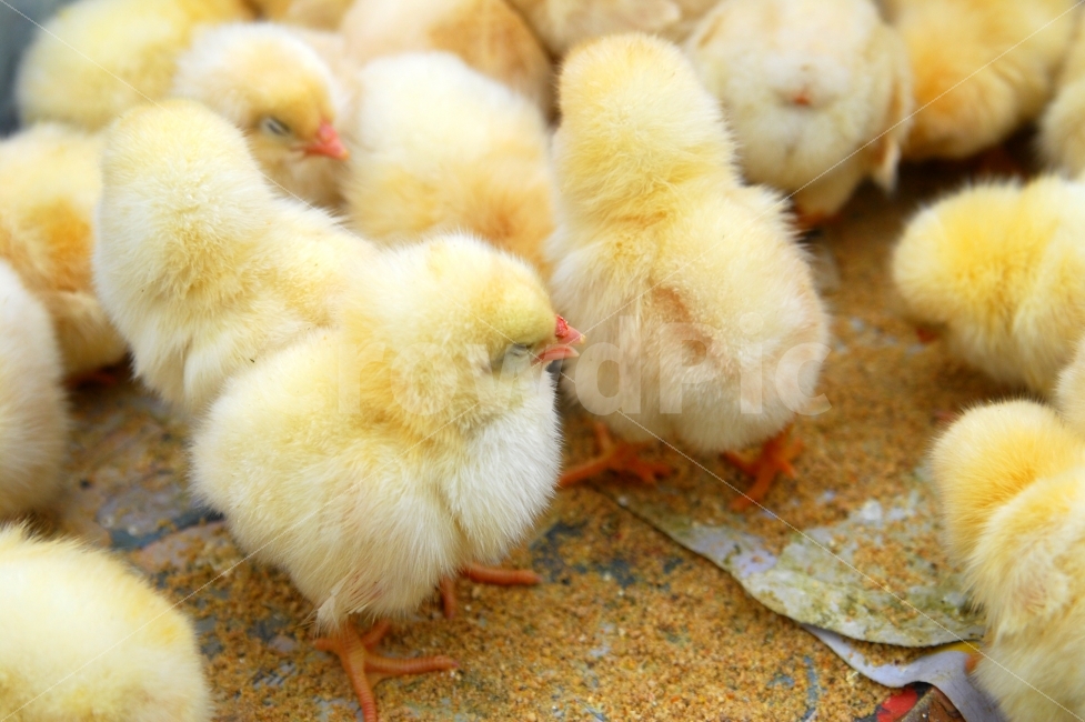 병아리,닭,조류,동물,농장,새끼,동물,animal,조류,새,birds
