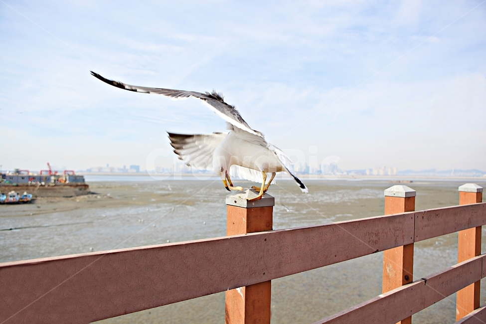갈매기,새,조류,풍경,배경,자연,하늘,동물,animal,조류,새,birds