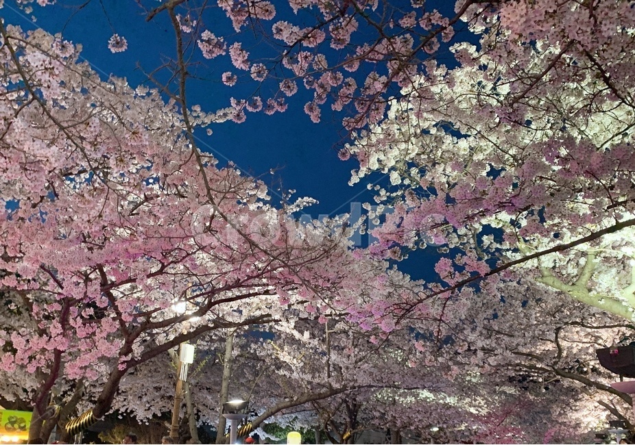 벚꽃,꽃,배경,봄,계절,풍경,야간,봄,계절,spring,season,식물,자연,plants,nature,꽃,flower,plant,blossom,cherry blossom