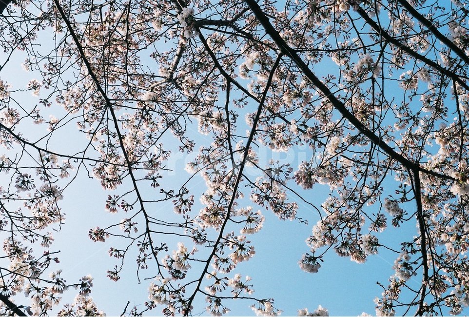 봄,벚꽃,벚나무,풍경사진,감성사진,봄,계절,spring,season,식물,자연,plants,nature,꽃,flower,감성,sensible,feeling,plant,blossom
