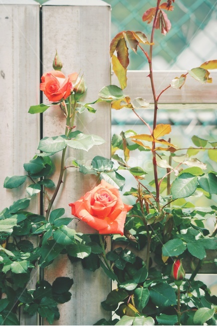 장미,rose,꽃,flower,봄,spring,감성,식물,자연,plants,nature,꽃,flower,감성,sensible,feeling
