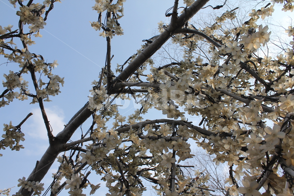 가로수,나무,공원,산책,산책로,풍경,자연,아름다움,휴식,식물,자연,plants,nature,꽃,flower