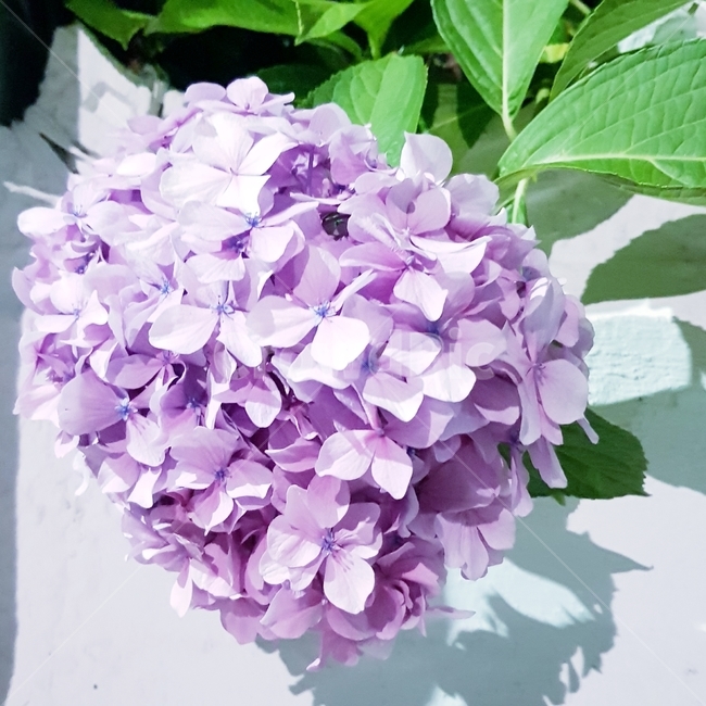 수국,연보라,보라,꽃,배경