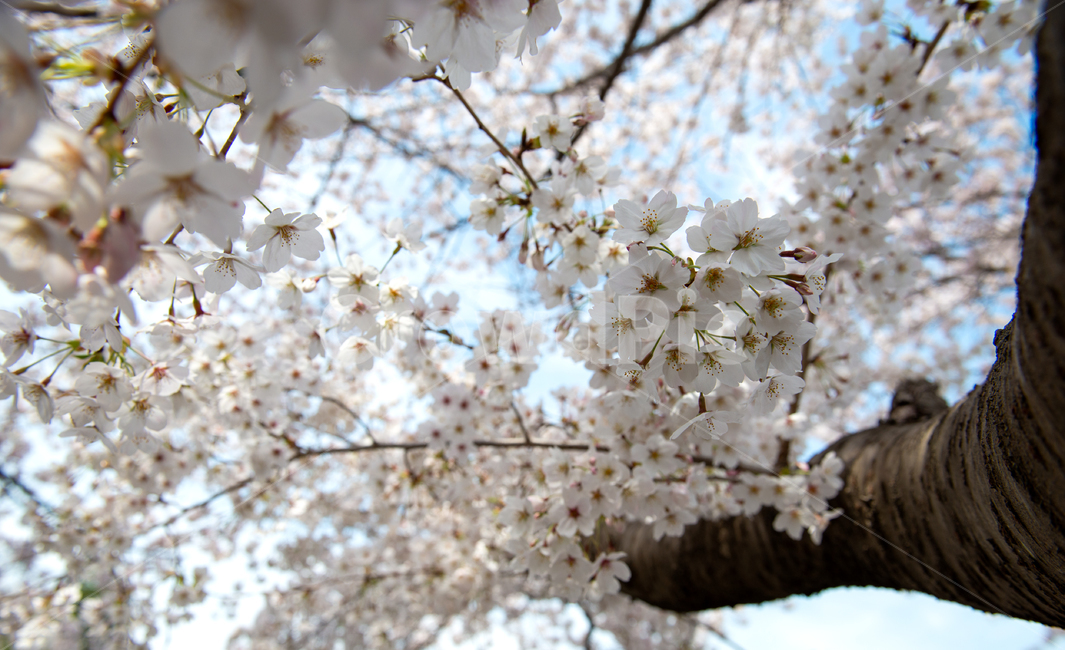 plant,식물,blossom,꽃,flower,cherryblossom,벚꽃,spring,봄
