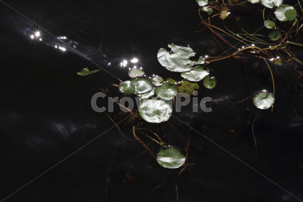 연,연잎,물,수생식물,leaf,식물,자연,plants,nature