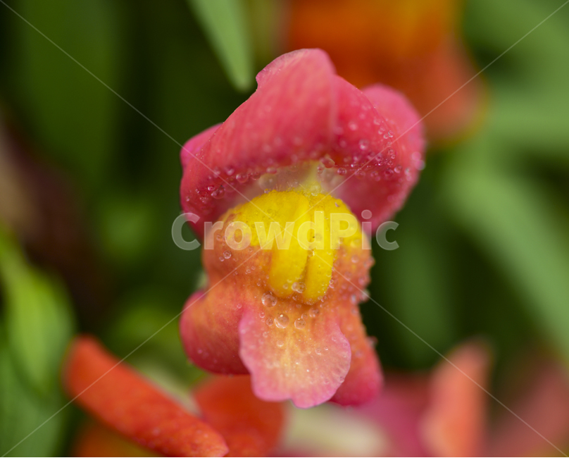 접사,식물원,수목원,정원,꽃밭,plant,식물,flower,꽃,blossom,식물,자연,plants,nature