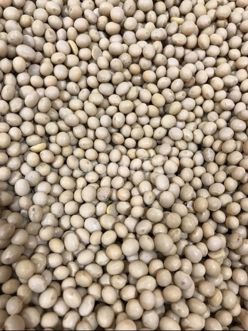 대두,곡물,콩,soybean,건강식,음식,재료,음식,식재료,요리,food,cook,meal,dishes,food reserves,콩류,견과류,beans,pulse,nuts,dry fruits