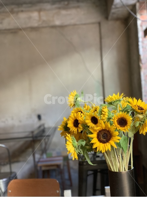 plant,식물,flower,blossom,꽃,해바라기,sunflower,카페,cafe