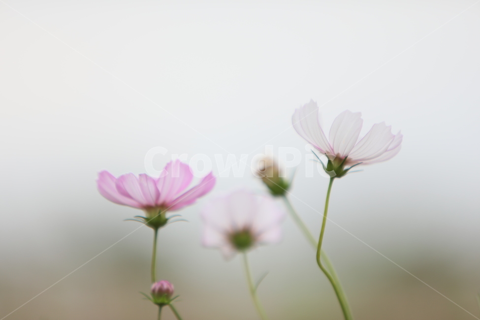 코스모스,가을풍경,가을꽃,꽃,아름다움,가을,계절,fall,autumn,season,식물,자연,plants,nature,꽃,flower,plant,geranium,제라늄,blossom