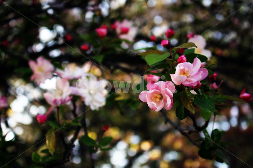 plant,제라늄,geranium,flower,blossom,꽃,봄,나무,식물,melastomataceae,야모란과,도금양목