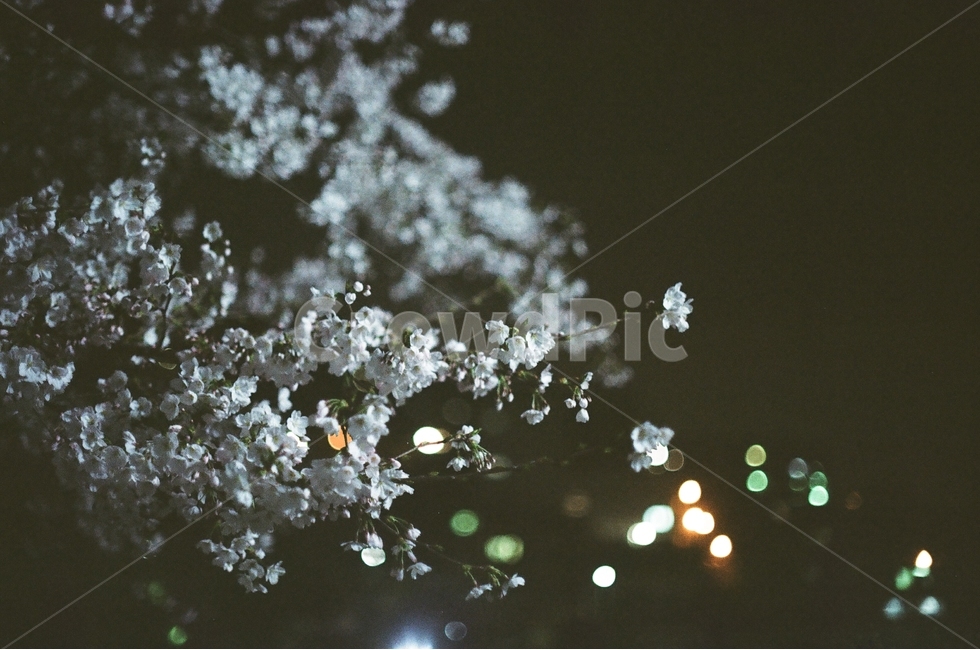 봄,벚꽃,필름사진,필름카메라,꽃,봄,계절,spring,season,야경,밤,풍경,nightscape,night,landscape,식물,자연,plants,nature,꽃,flower,감성,sensible,feeling