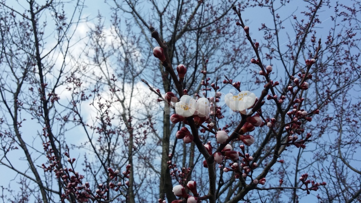 cherryblossoms,벗꽃,봄,벗꽃나무,flower,나무,체리블라섬,봄,계절,spring,season,식물,자연,plants,nature,꽃,flower,plant
