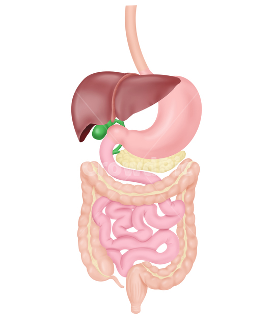 소화기계,시스템,소화기,해부학,구조,기능,메디컬일러스트,의료,의학,병원,medical,hospital,clinic,그래픽,일러스트레이션,graphic,illustration