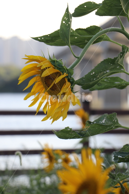 해바라기,노랑,공원,길가,산책,울타리,벌레먹은잎,식물,자연,plants,nature,꽃,flower