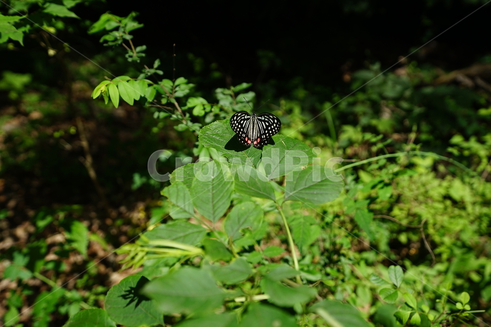 나비,곤충,자연,식물,동물,풍경,여름,생명,잎,숲,식물,자연,plants,nature,동물,animal,곤충,벌레,insect,bug