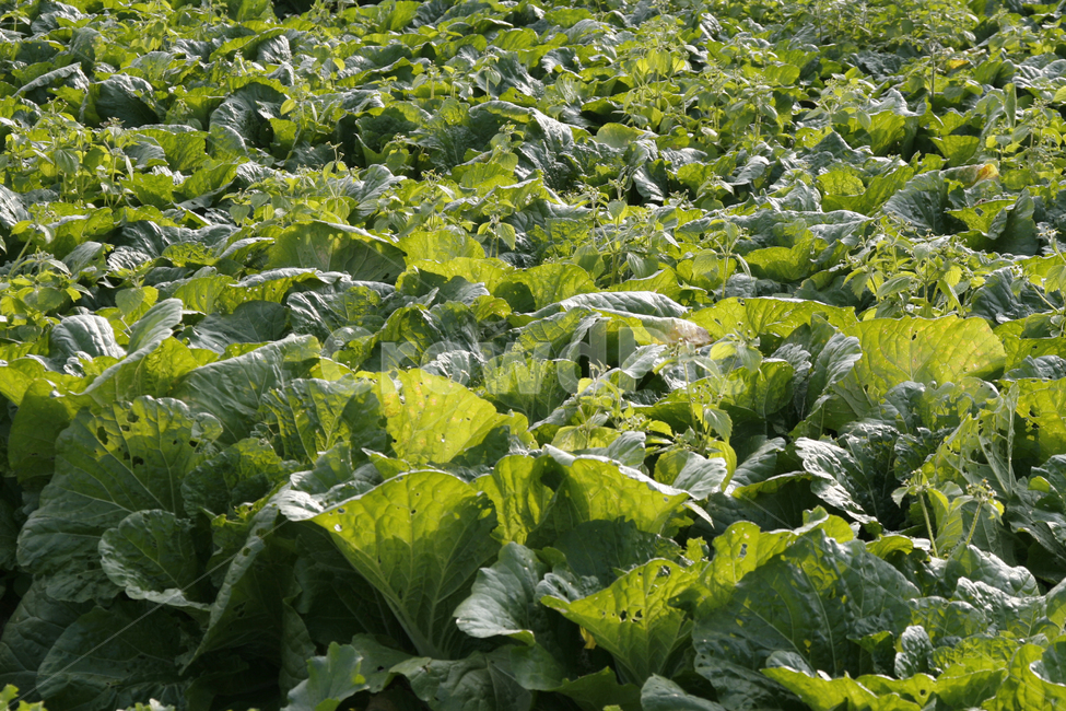 배추,밭,경작,채소,식물,식물,자연,plants,nature,채소,야채,vegetables,산업,industry,industrial,농업,농사,agriculture,farming,farming industry