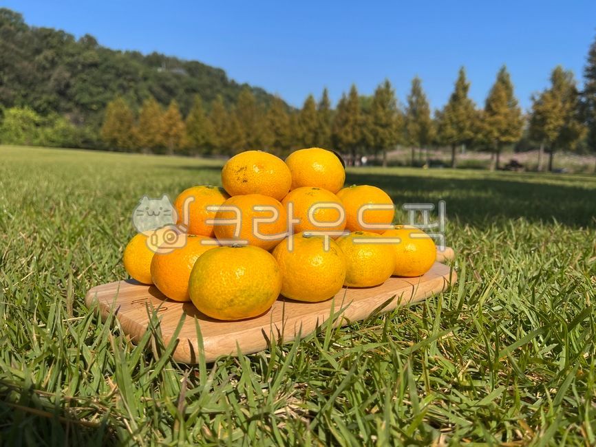 감귤류과일, food, 주황색, fruit, 과일, 사진,이미지,일러스트,캘리그라피 - yanggun284작가
