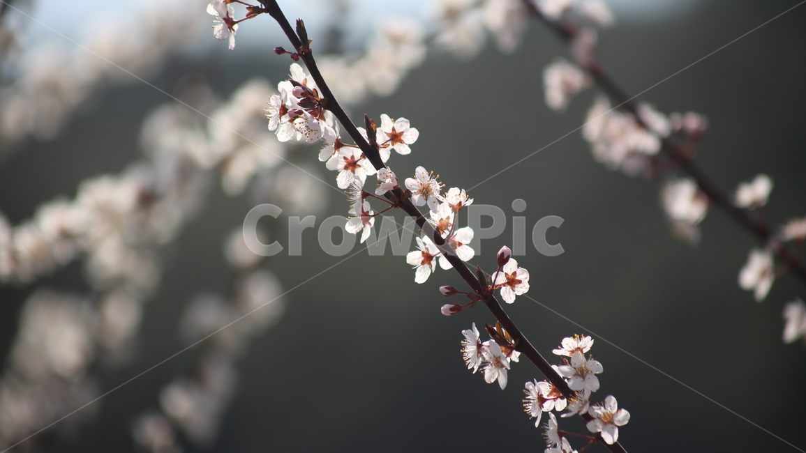 꽃,식물,양벚나무,봄,flower,봄,계절,spring,season,식물,자연,plants,nature,꽃,flower,plant,blossom