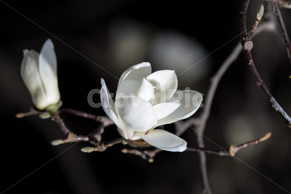 망원,목련,봄꽃,화이트,순백,봄,꽃,봄,계절,spring,season,식물,자연,plants,nature,꽃,flower,plant