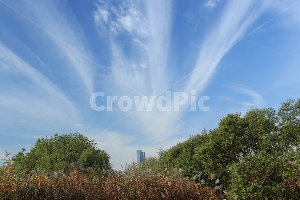 가을,가을하늘,천고마비,구름,automn,cloud,가을,계절,fall,autumn,season,자연,풍경,nature,landscape,outdoors,옥외
