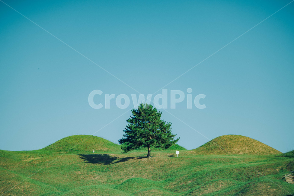 Alone tree,Bullodong,tomb,tree,grassland,outdoors,field,Ancient Tombs,plant