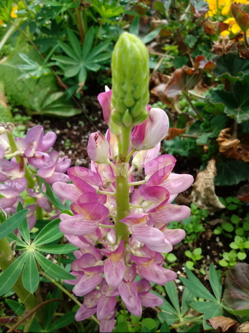 루피너스,층층이부채꽃,lupine,정원용식물,절화용,콩과,약용