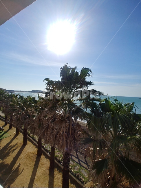 바다,제주도,야자수,여름,나무,자연,풍경,nature,landscape