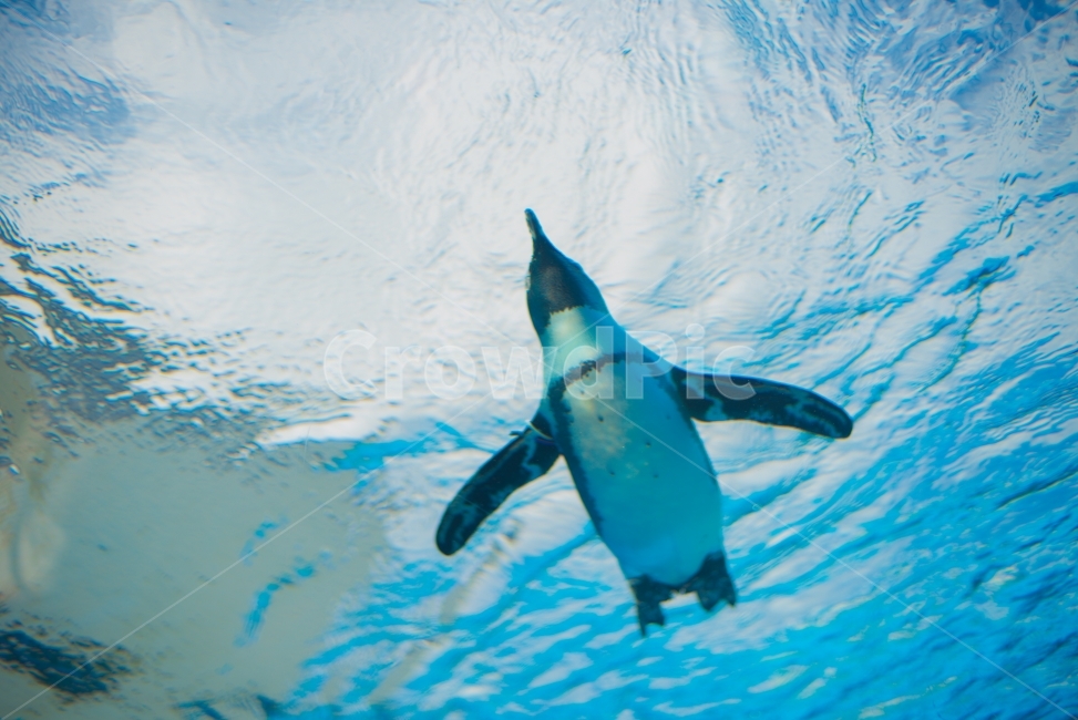 바다,펭귄,하늘,헤엄,수영,조류,새,birds,penguin,blue,파란색,역동적,펭귄배,동물,animal,조류,새,birds