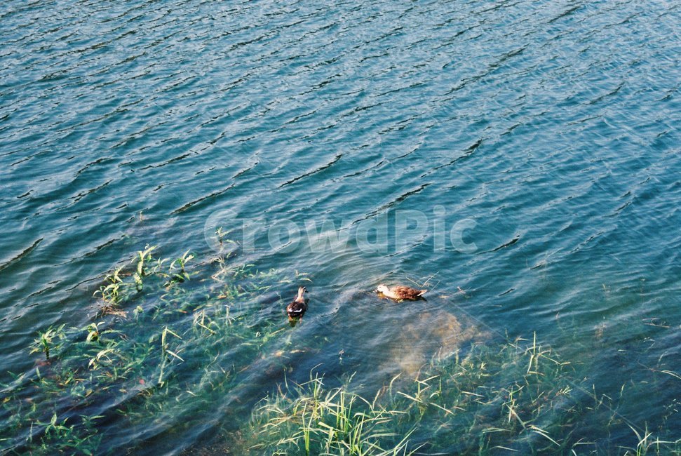 water,물,outdoors,오리,duck,강,river,파동,waves,nature,자연,자연,풍경,nature,landscape,옥외