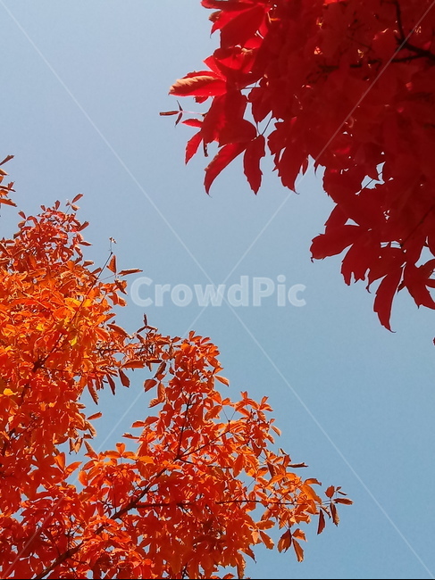 낙엽,단풍,leaf,나뭇잎,단풍나무,식물,자연,maple,나무,낙엽활엽관목,잎,붉은잎,가을,계절,fall,autumn,season,식물,자연,plants,nature,plant,tree
