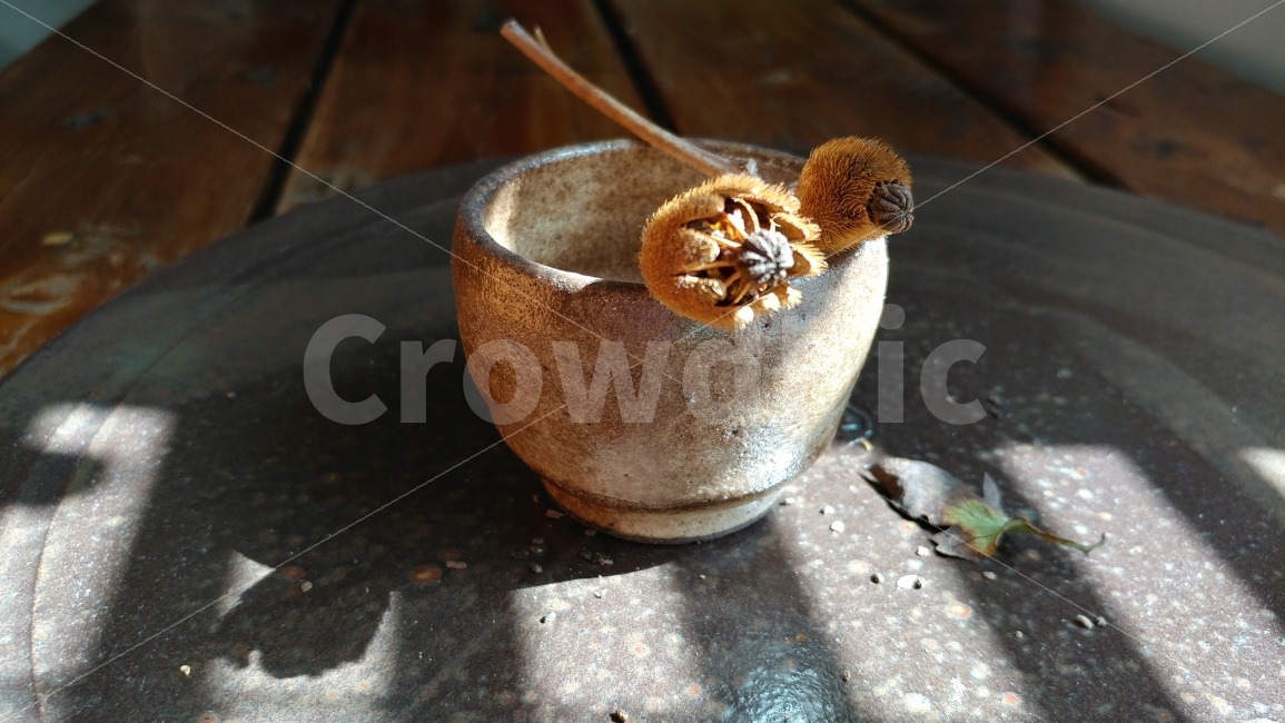식물,가을,가을감성,나무양귀비씨방,가을색감,가을햇살,가을놀이,autumnmood,seedpod,가을,계절,fall,autumn,season,사물,물건,오브젝트,thing,object,matter,연출,컨셉,콘셉,direction,concept