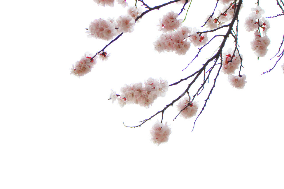 감성사진,봄,풍경사진,꽃,하늘,자연,풍경,daily,flower,pink,spring,봄,계절,spring,season,식물,자연,plants,nature,꽃,flower,plant