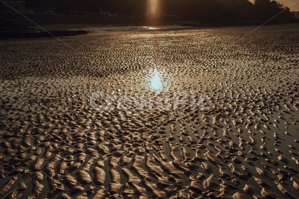 갯벌,서해,자연,햇빛,일출,해변,바다,beach,sea