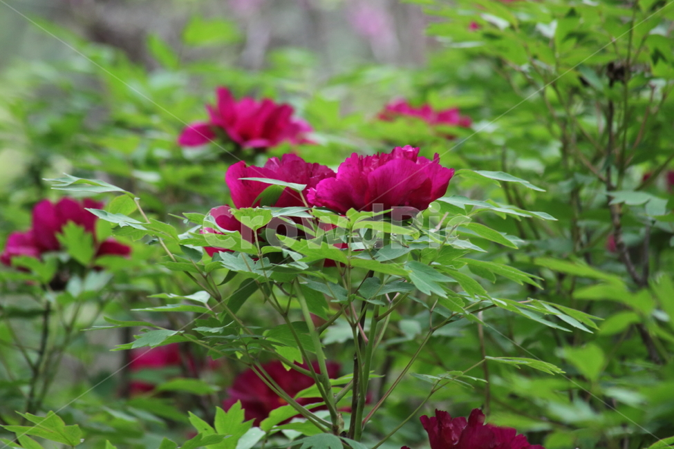 모란,목단,봄,treepaeony,paeoniasuffruticosa