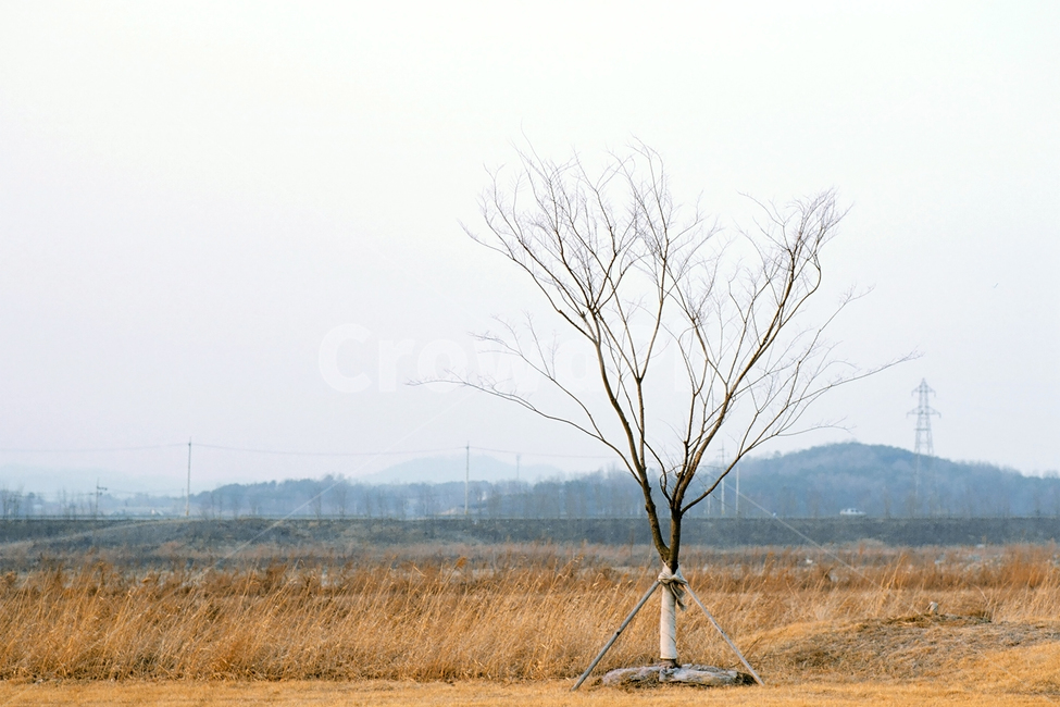 필름,필름사진,필름느낌,필름감성,감성사진,겨울,나무,식물,자연,들판,시골,풍경,plant,tree