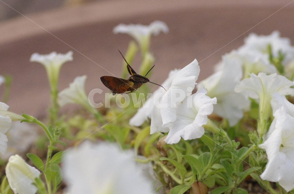 박각시나방,나방,벌새,꽃,흰꽃,곤충,beauty,macro,closeup,moth,flower,insect,감성,감정,비행,자연,계절,접사,매크로,클로즈업,확대,가을곤충,여름곤충,여름,가을,동물,animal,곤충,벌레,insect,bug
