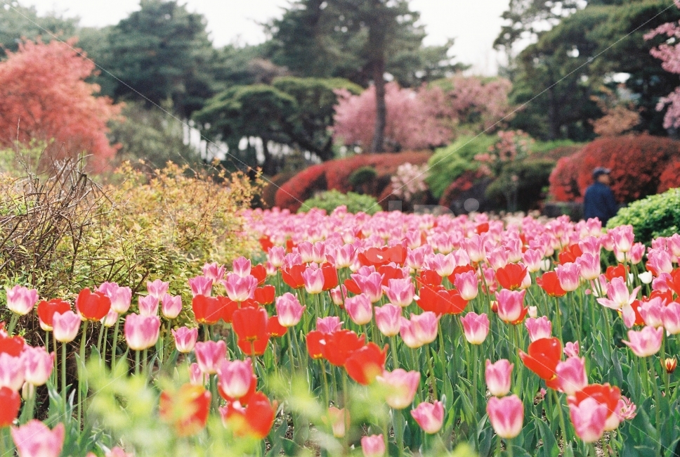 spring,film photography,spring outing,Tulip,Minolta x300,Paju,film,Byeokchoji Arboretum,flower,Emotional photo
