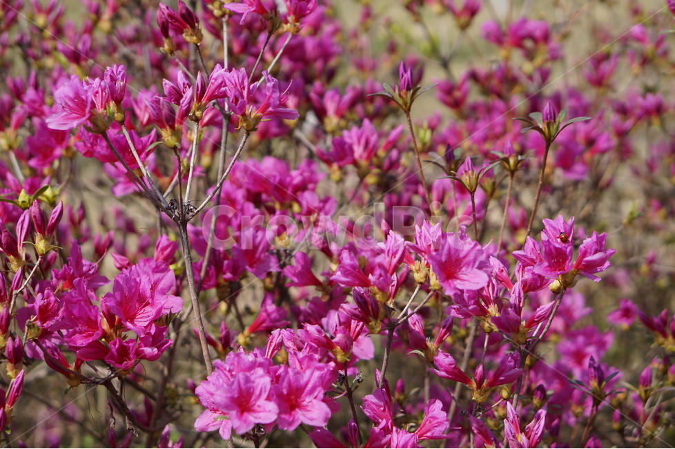 영산홍,길가,붉음,봄,빛,나무,봄,계절,spring,season,식물,자연,plants,nature,꽃,flower,plant,geranium,제라늄,blossom