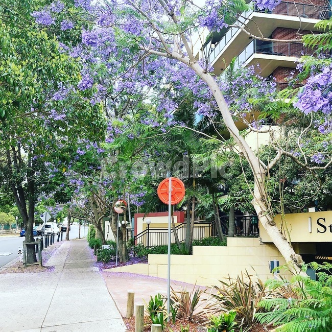 꽃,australia,보라색,정원,자연
