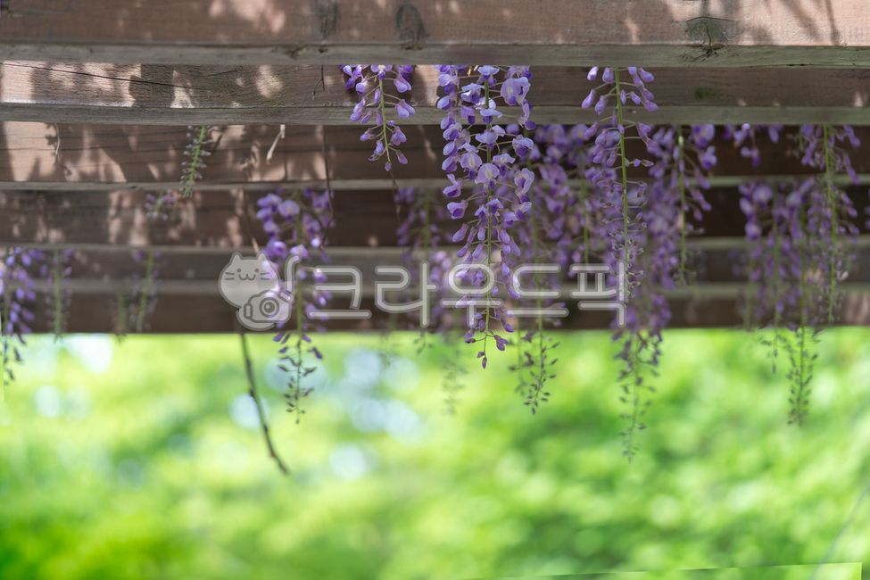 flower,꽃,정원,등나무,등나무꽃,보라색꽃