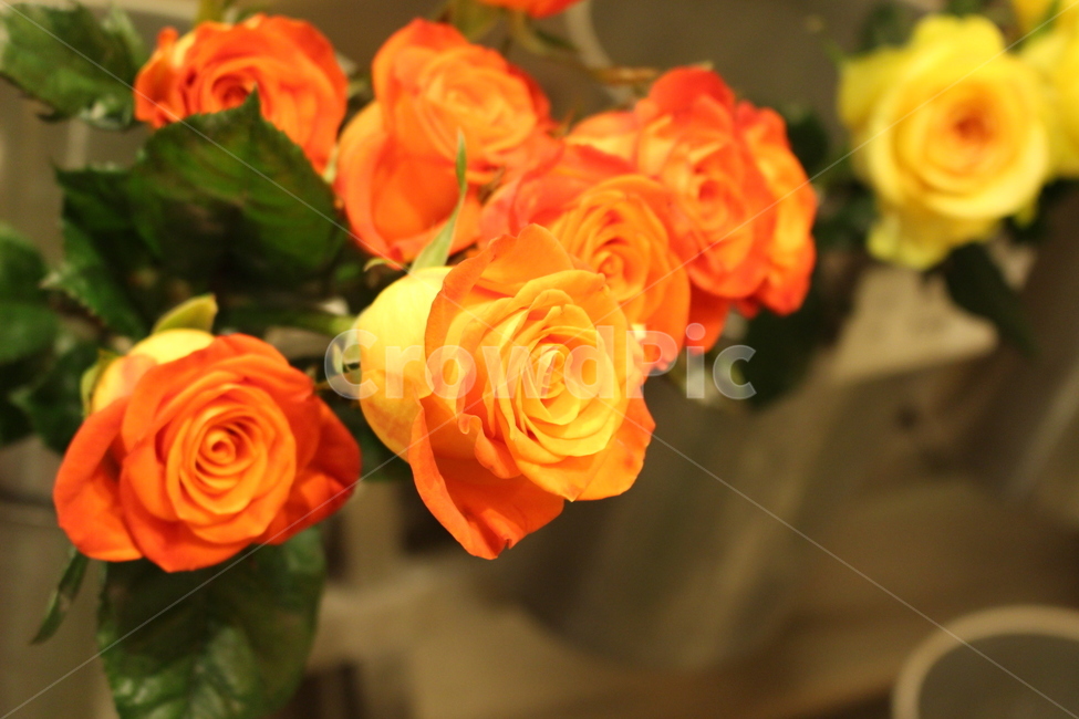 자나장미,주황색장미,주황색,생화,꽃다발,꽃,기념일,축하,anniversary,congratulation,celebrate,celebration