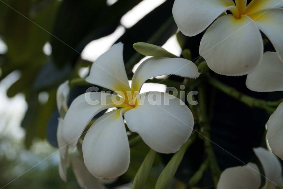 꽃,식물,자연,여름,공원,식물원,화원,flowers,plants,nature,summer,parks,botanicalgardens,flowergardens