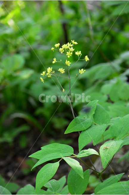 꿩의다리아재비,야생화,꽃,식물,자연,생태,플라워,flower,plants,nature,식물,자연,plants,nature,꽃,flower