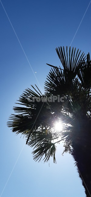 light,빛,flare,플레어,야자수,여름,palm,summer,나무,tree
