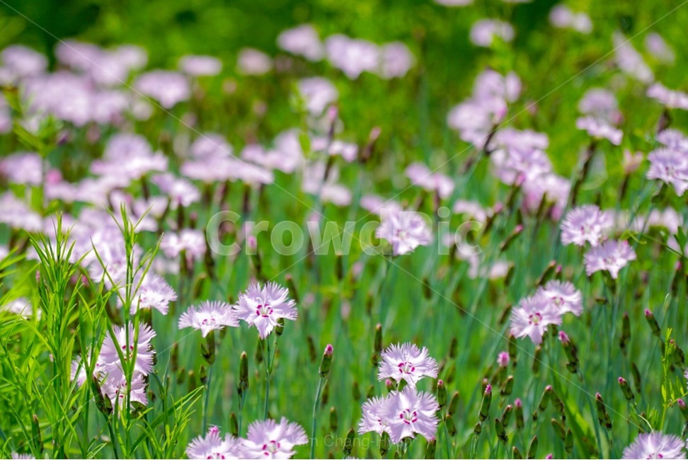 자연,꽃,패랭이꽃,꽃밭,들판,식물,자연,plants,nature,꽃,flower